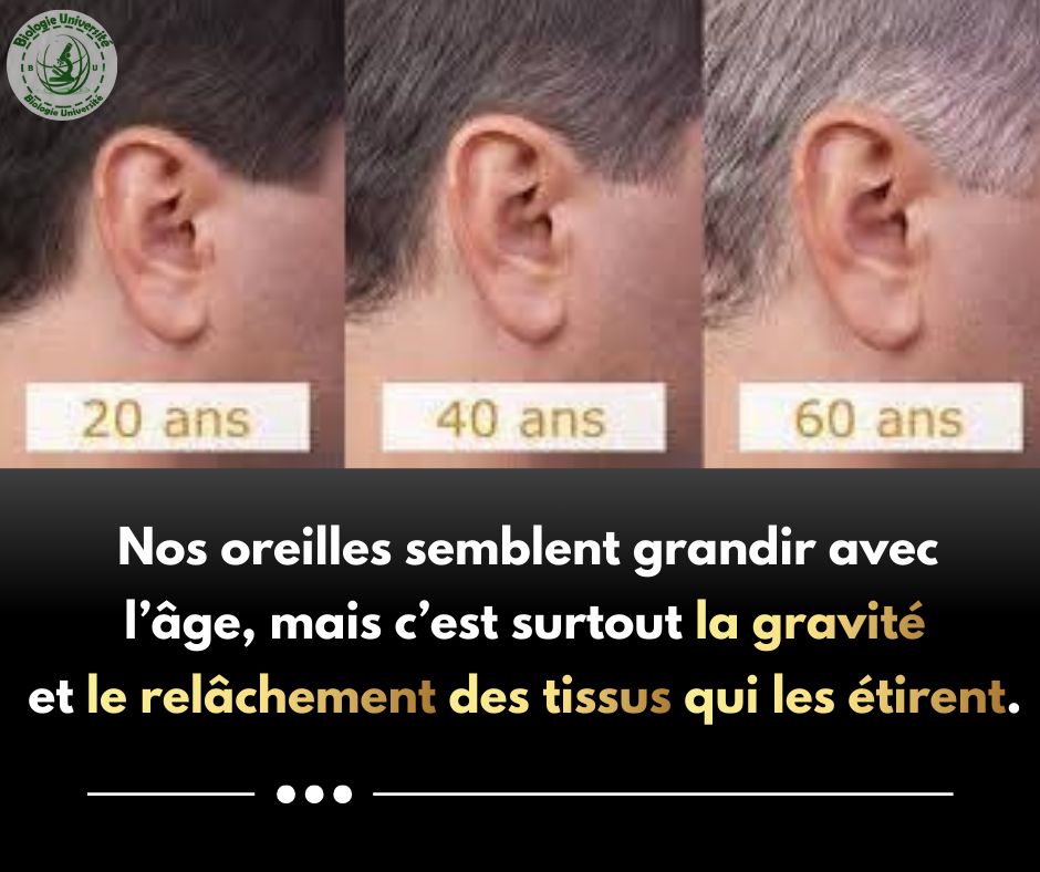 Biologie - DEROULEMENT DE LA REPONSE IMMUNITAIRE SPECIFIQUE: La réponse ...