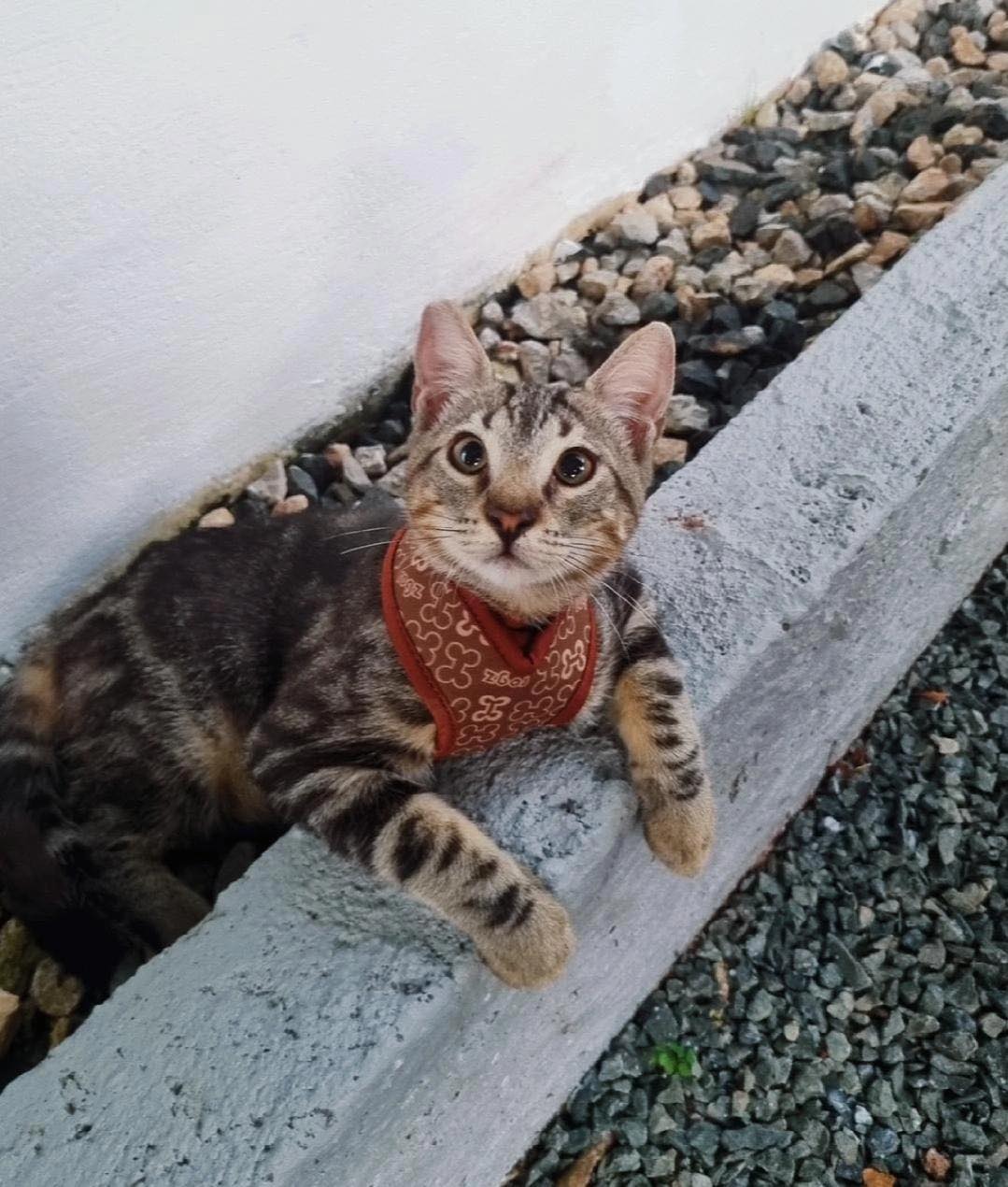 PRO Vida Animal Panamá - Amigos les actualizamos el caso del pequeño ...