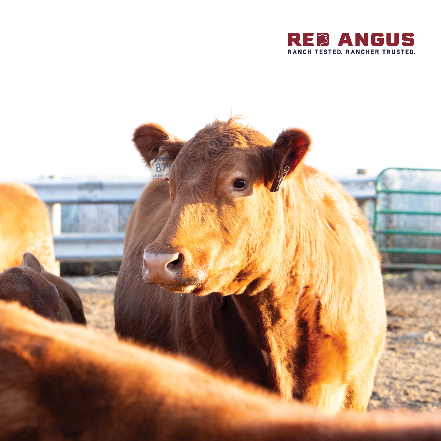 Red Angus Association of America - 