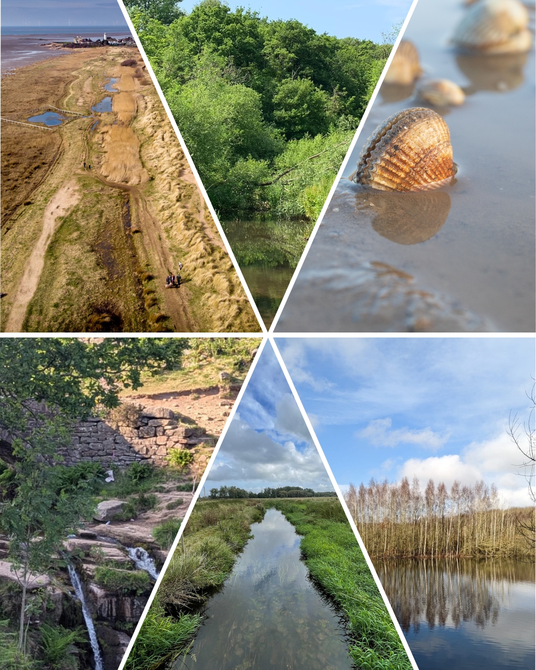 Cheshire - What is a wetland? There are many types of wetland habitat ...