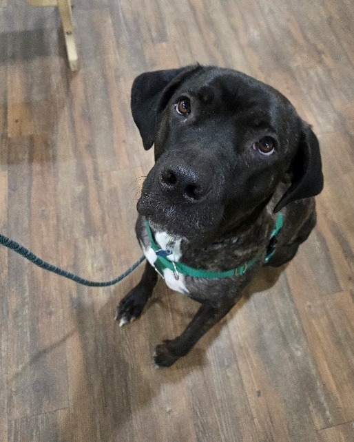 Brookline Labrador Retriever Rescue - Topic Tuesday: Fostering ...