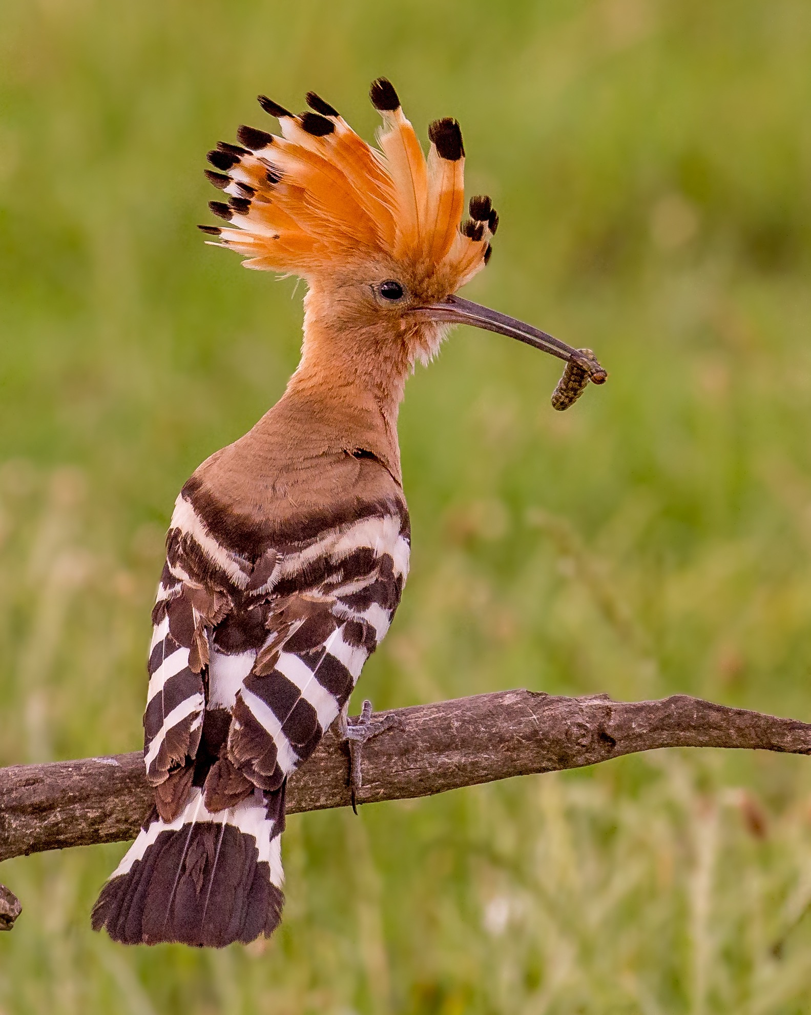 American - Where does the Common Hoopoe (Upupa epops) get its name? It ...