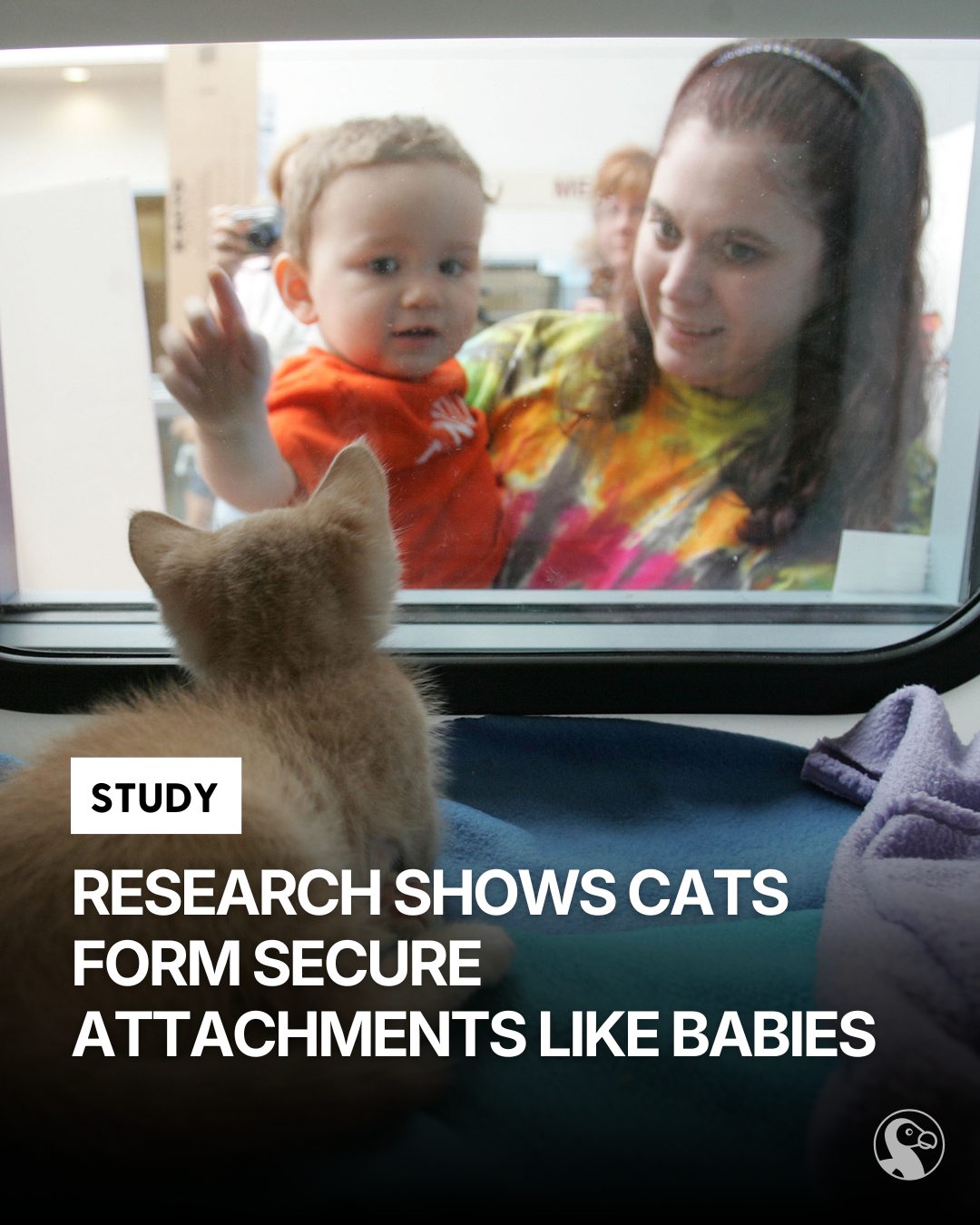 The Dodo - Cats may be more emotionally bonded than they... | Facebook