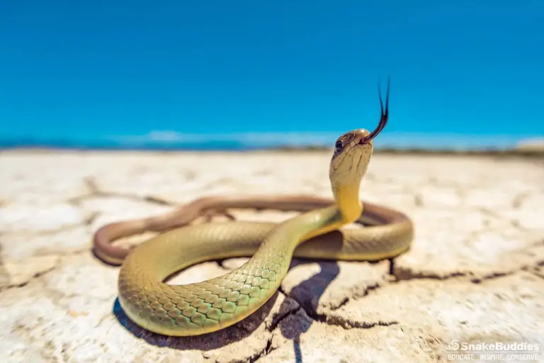 Snakes of Utah - WESTERN YELLOW-BELLIED RACER (MORMON... | Facebook