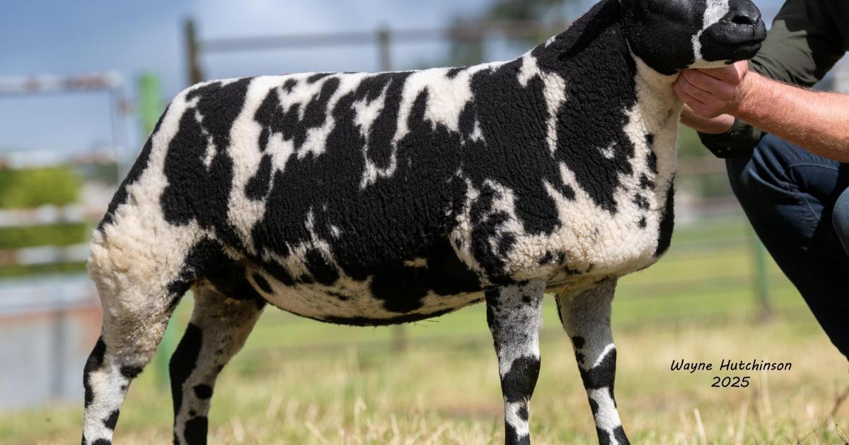 Irish breeder Chris Johnston topped the Lockerbie sale with
