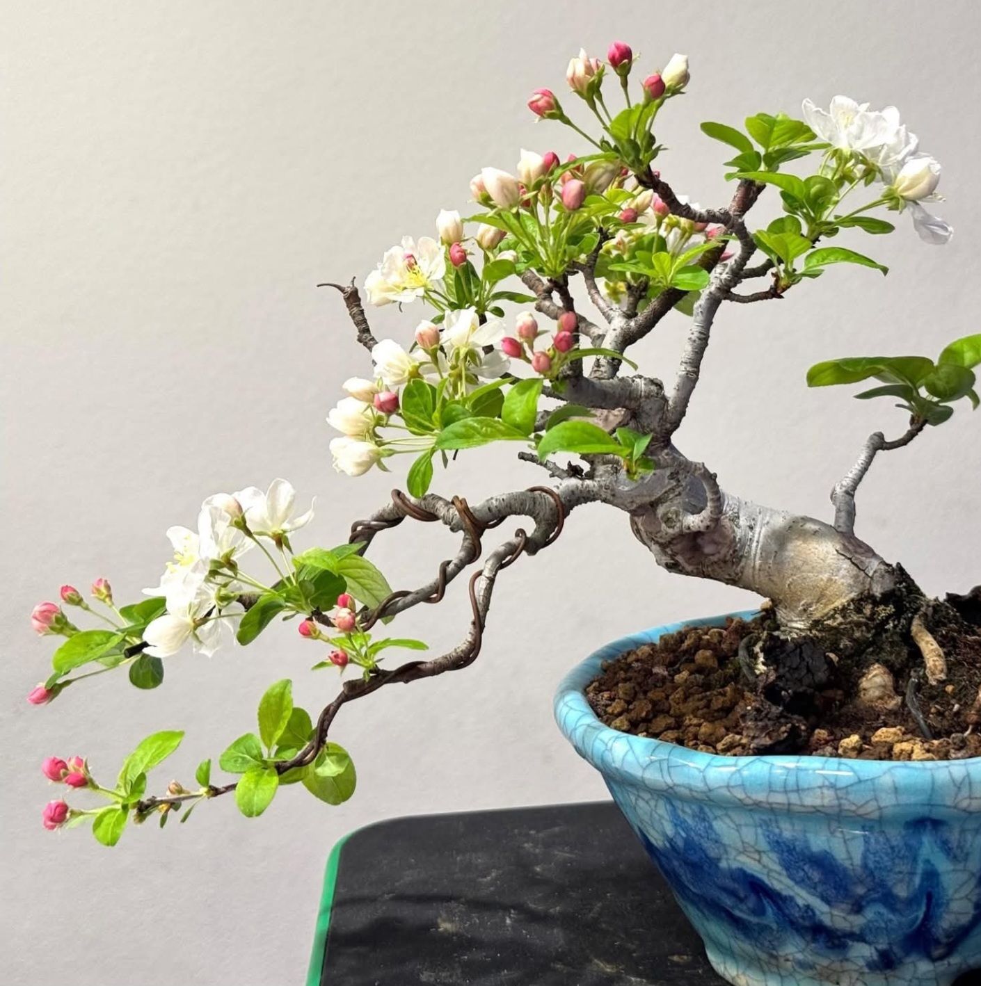 Springfield - Springfield Bonsai Society - Springfield, IL is ...