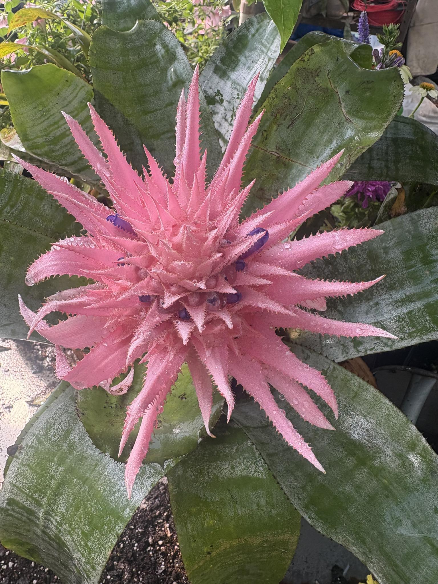 Aechmea freckles bromeliad's colorful beauty