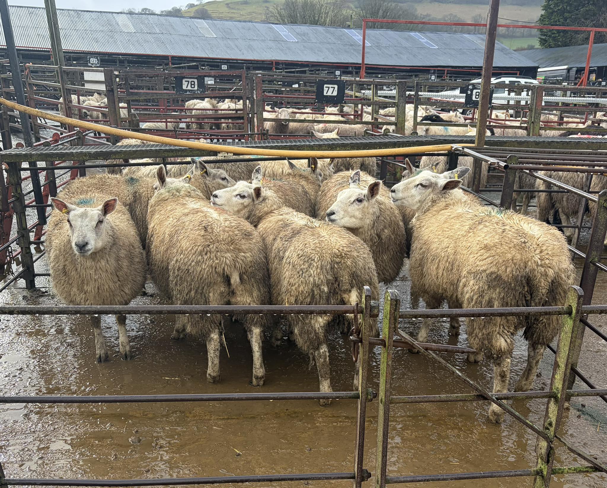 Clee Tompkinson & Francis - Sennybridge Market