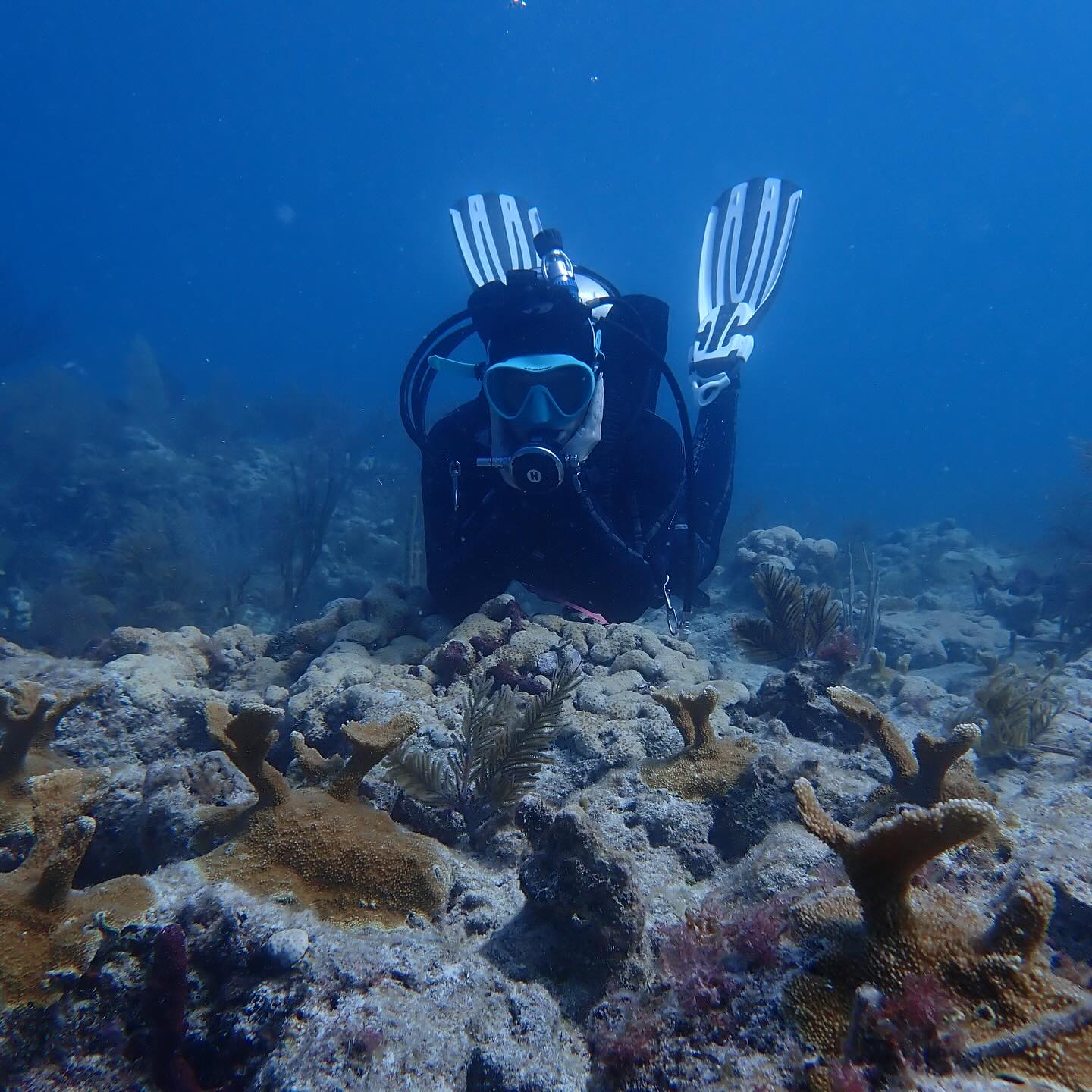 // Resilient Reefs in Action! 🌊🪸... - Rescue a Reef Program | Facebook