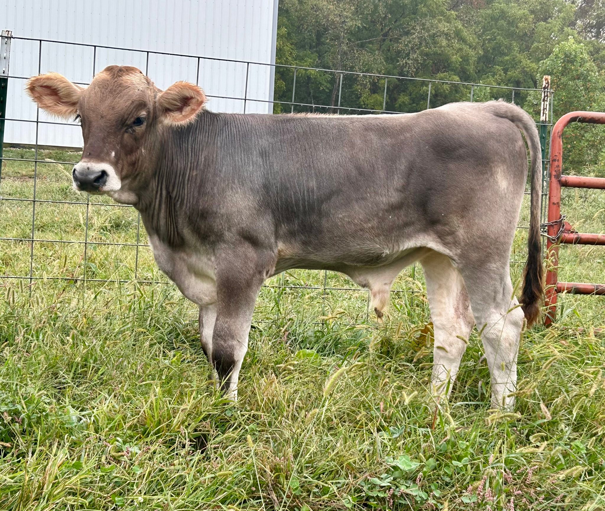 Graves Farms Dorpers & Dairy Cattle | Springville IN
