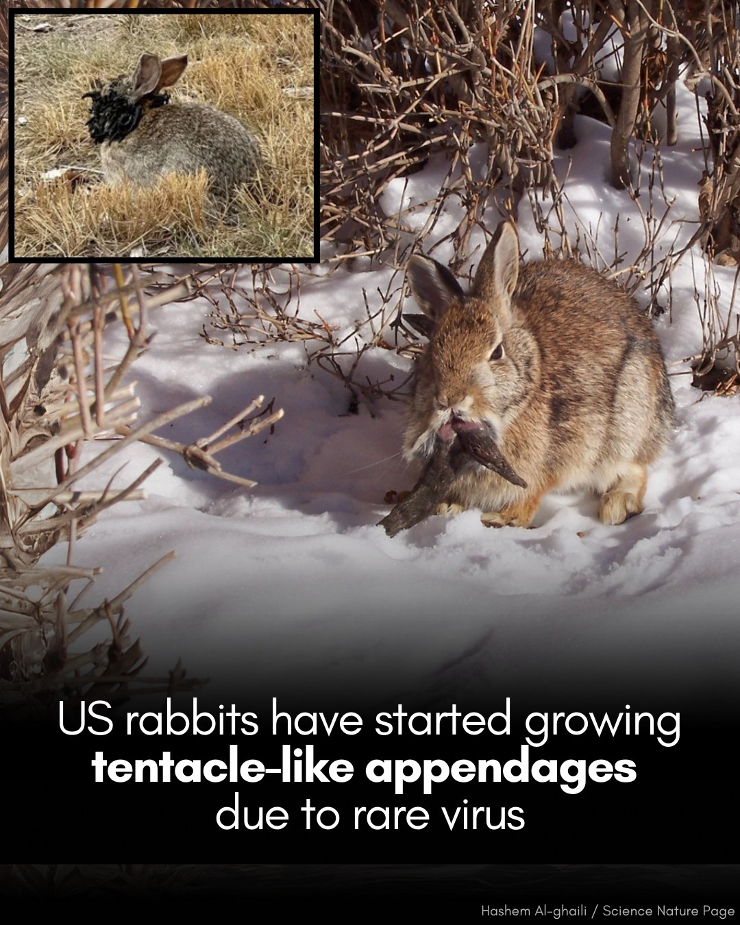 🚨 A rare virus has caused tentacle-like... - Hashem Al-Ghaili | Facebook