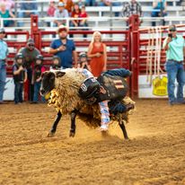 🎉🐑 Calling All Little... - Gladewater Round Up Rodeo | Facebook