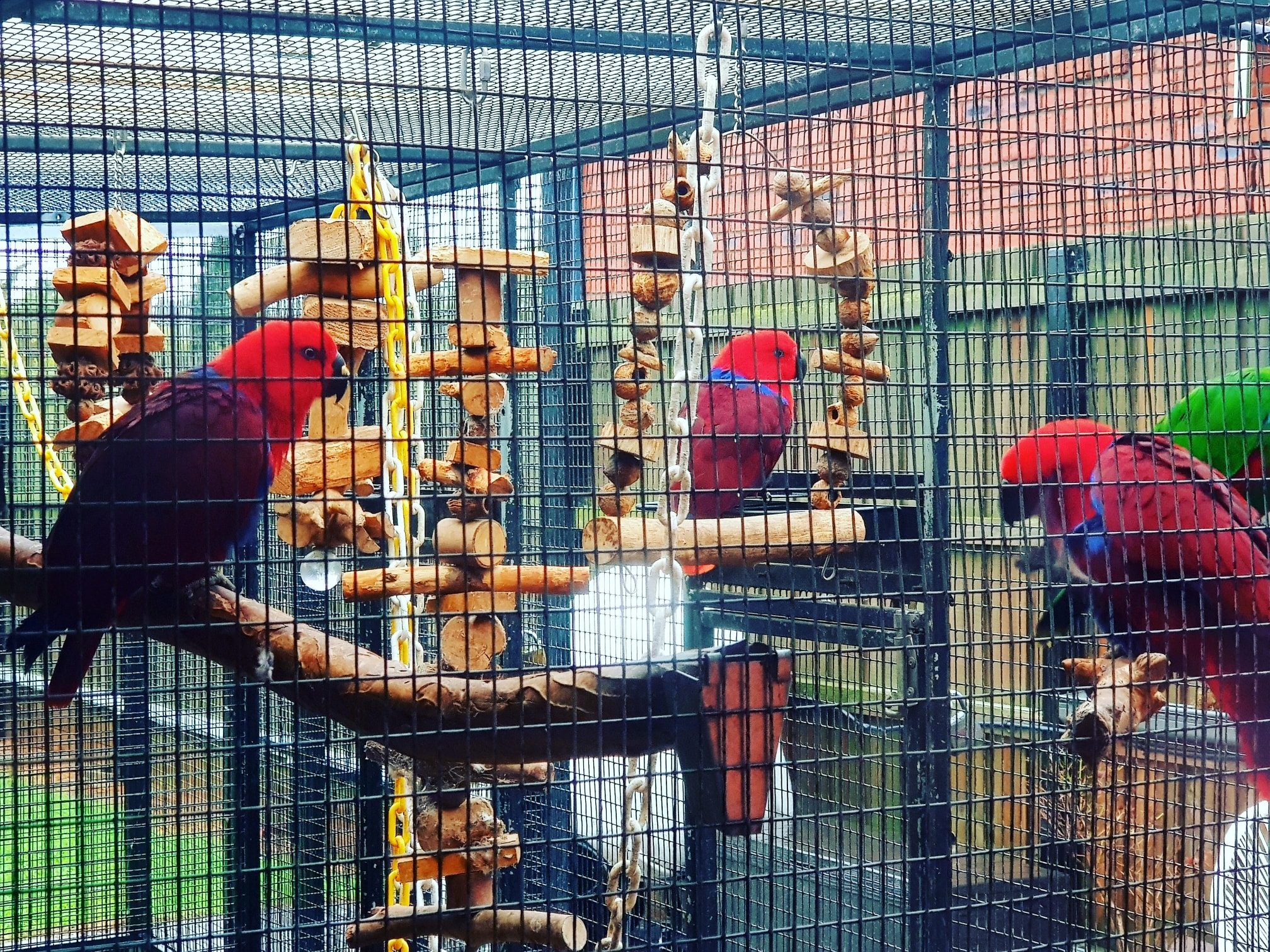 Visual Reference: Exotica Aviaries Added A New Photo