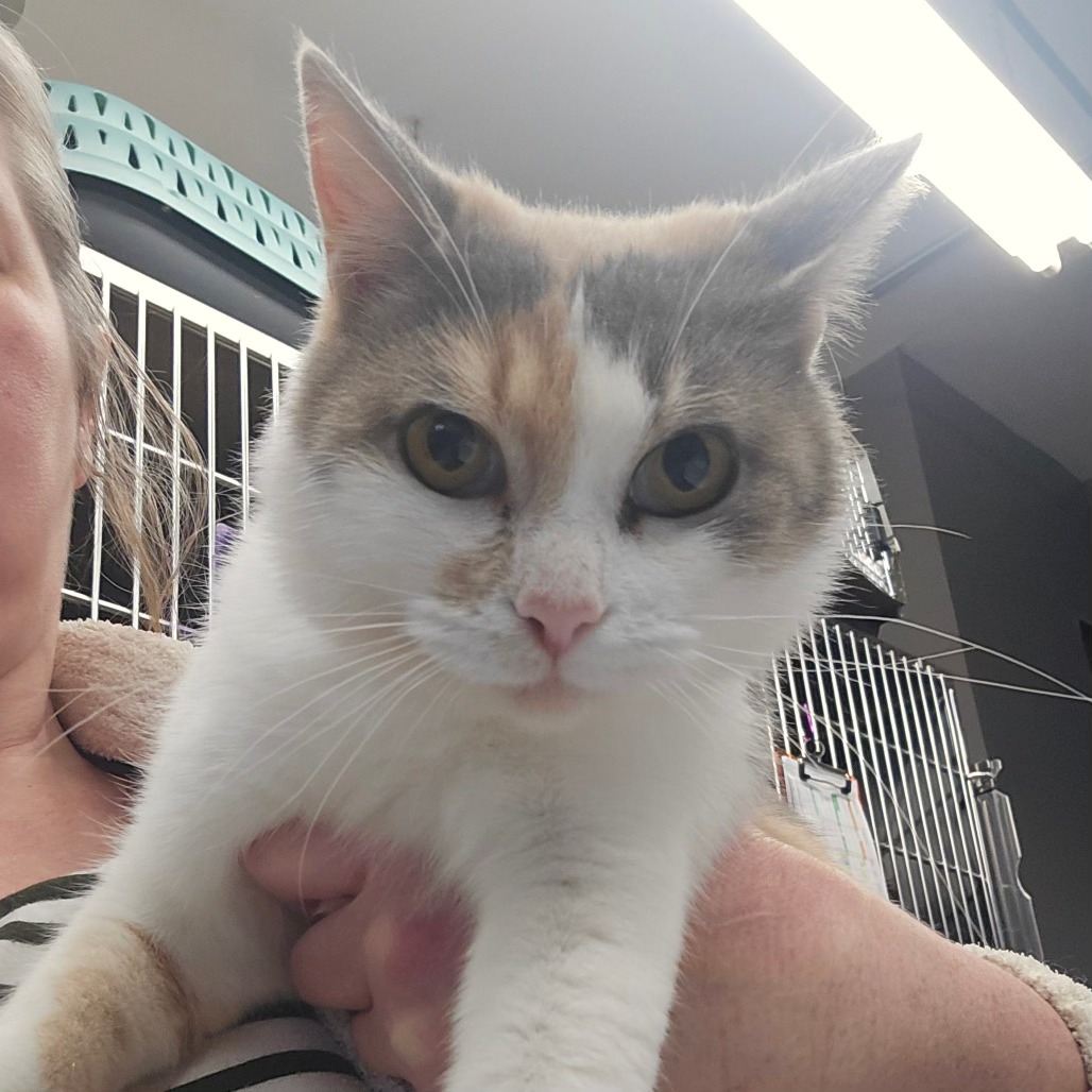 SpokAnimal - HEY! I am RUMI, a FEMALE, 2 Year 7 Month old Dilute Calico ...