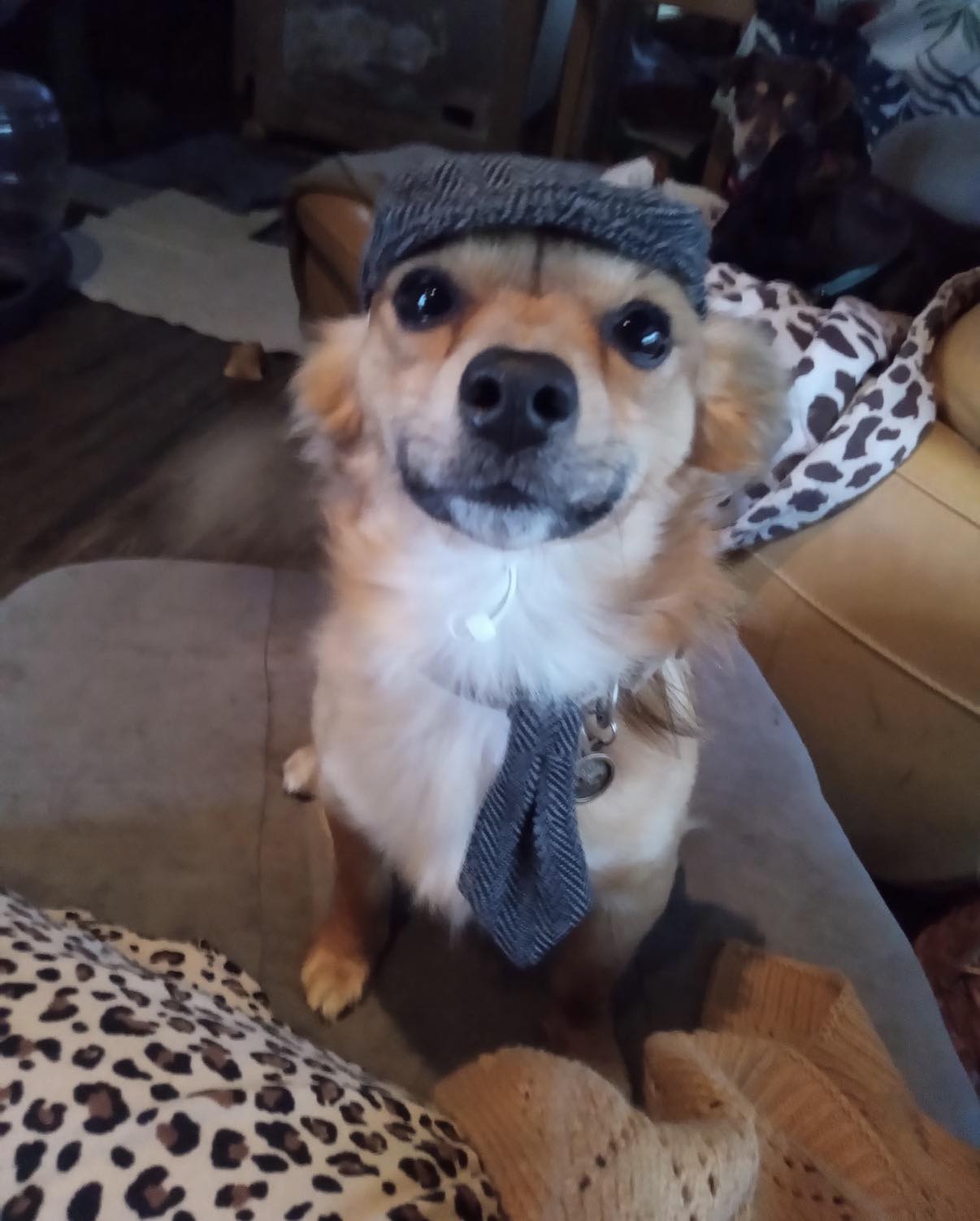 Doggy Dog World Rescue