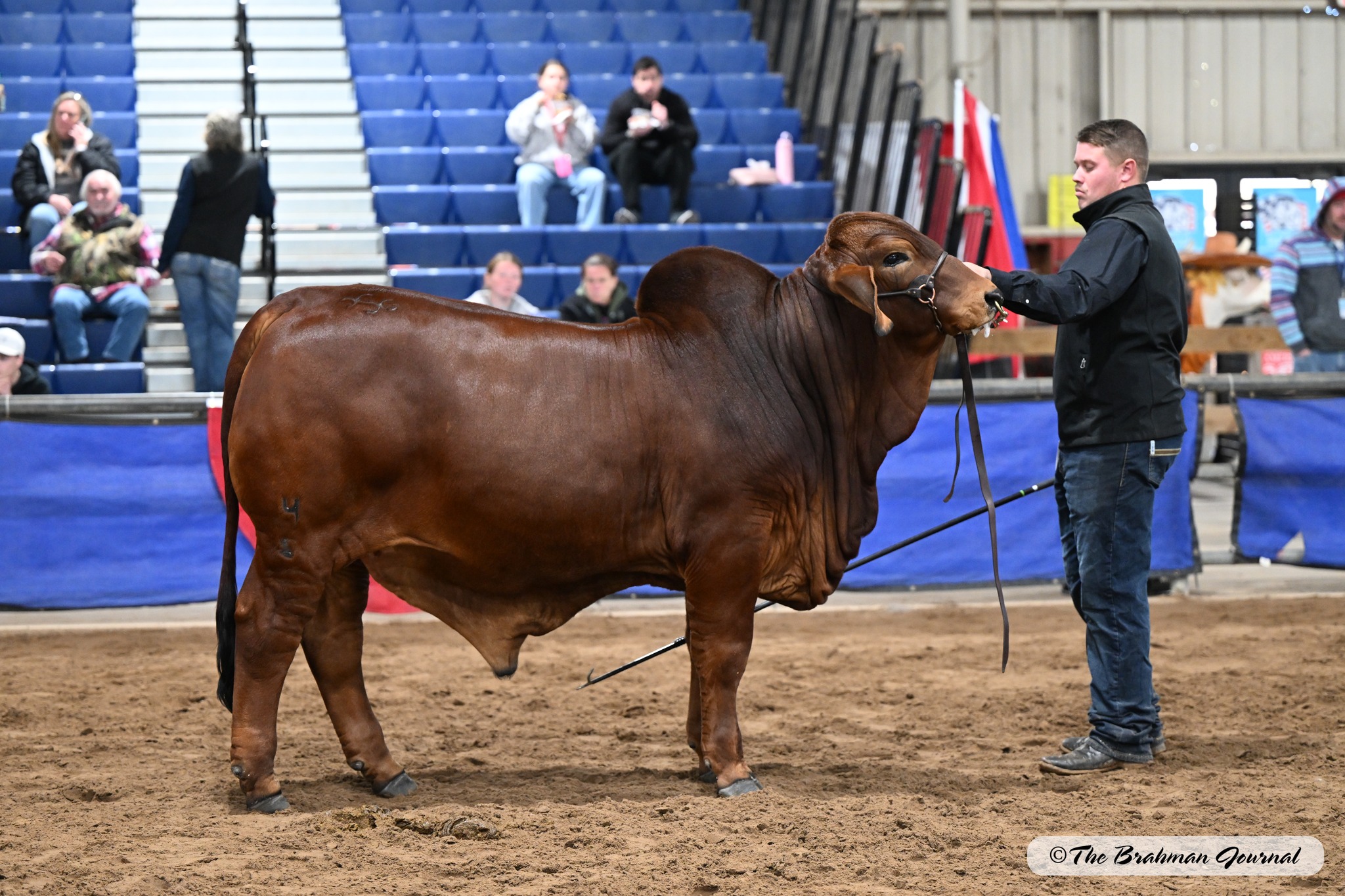The Brahman - Manejadores, juez y jueces auxiliares del juzgamiento de ...