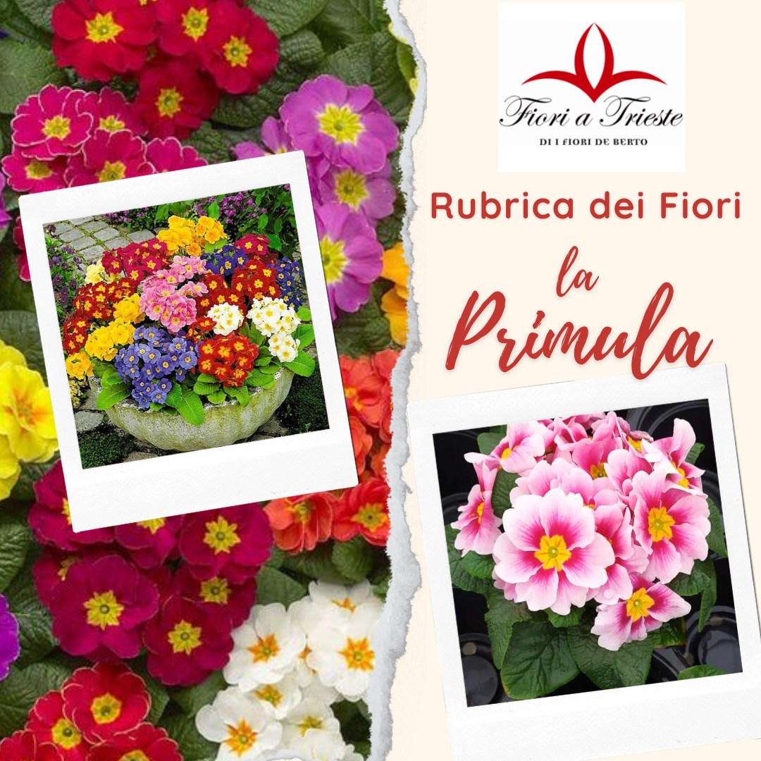 Fiori de Berto - La fioritura delle primule annuncia il...