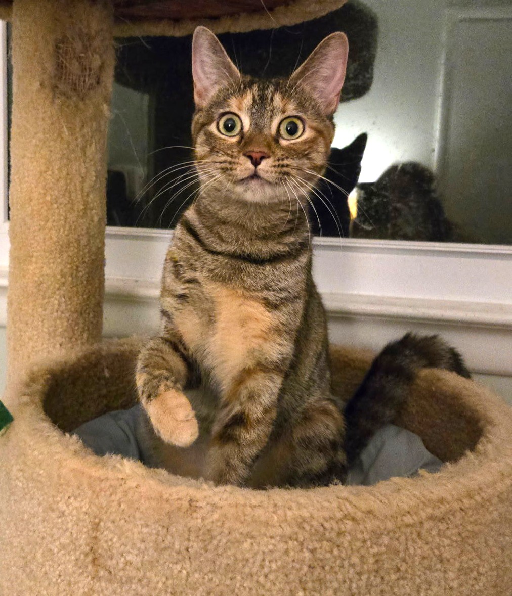 Pember (who we think is around a... - Trenton Cats Rescue | Facebook