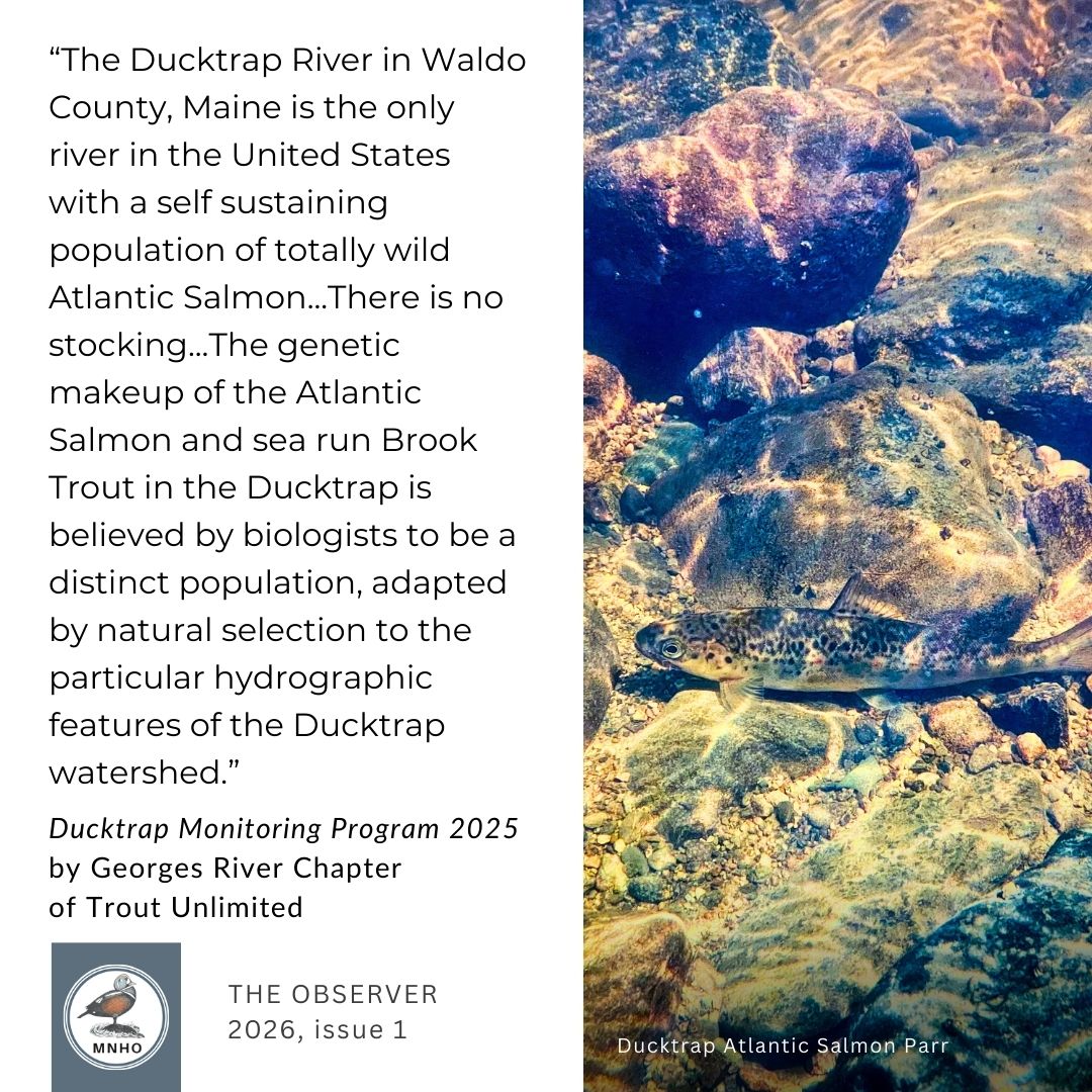 Did you know... “The... - Maine Natural History Observatory | Facebook