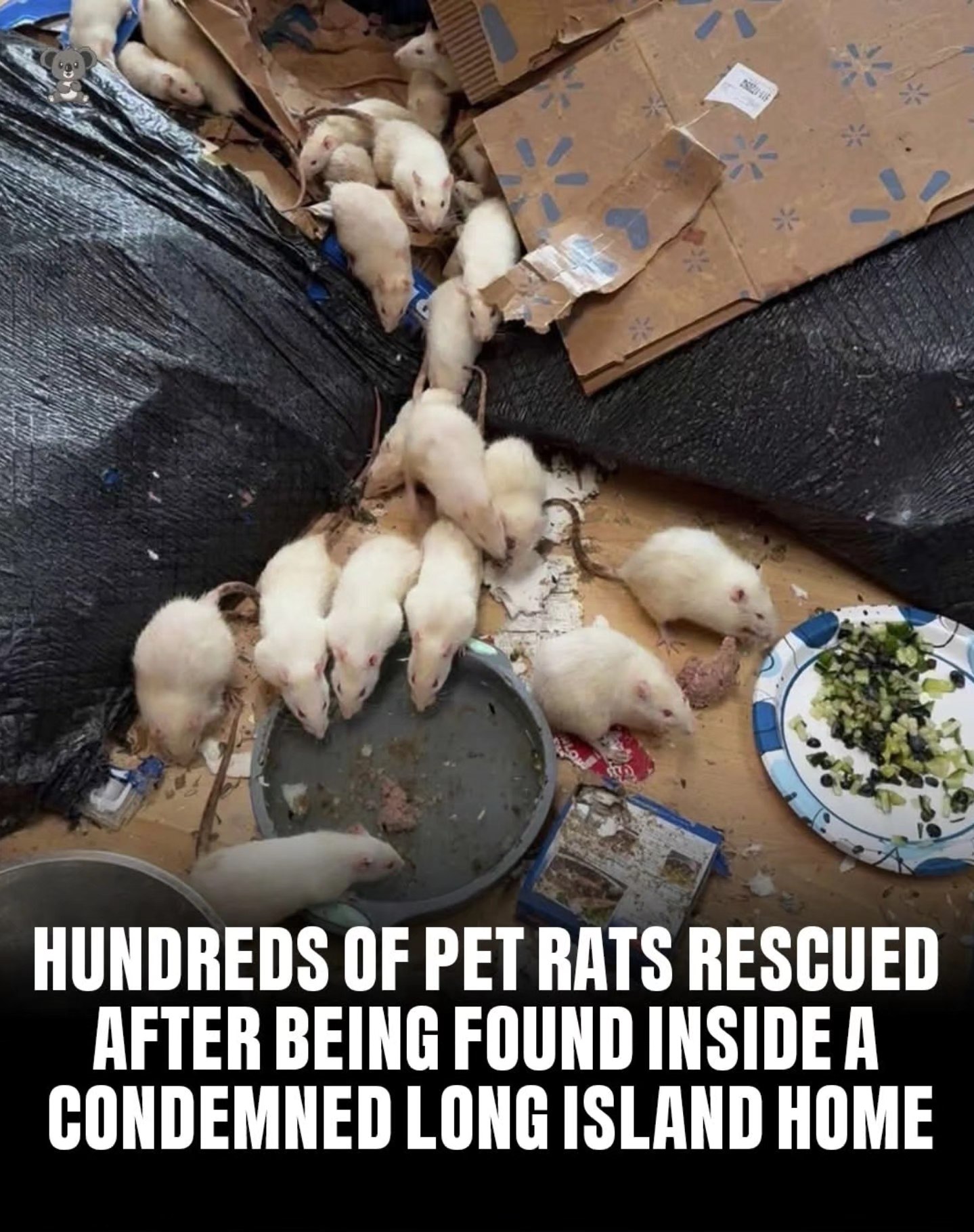 ⚠️Urgent⚠️ We need adopters... - Atlantic Critters Rescue | Facebook