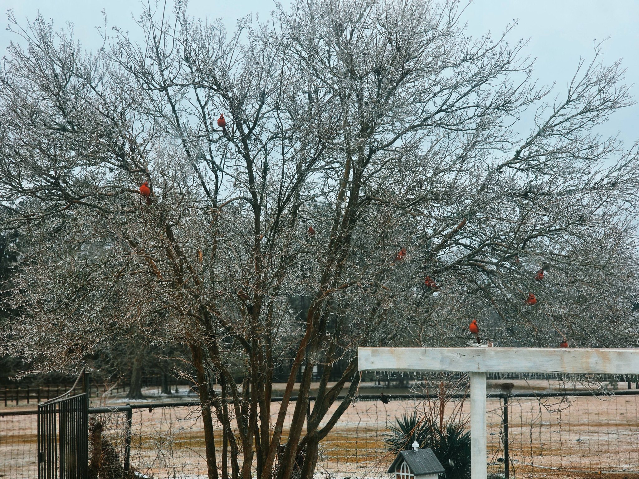 Native Rose Farm | Broaddus TX