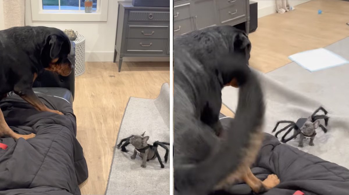 Reshareworthy - This Rottweiler got 