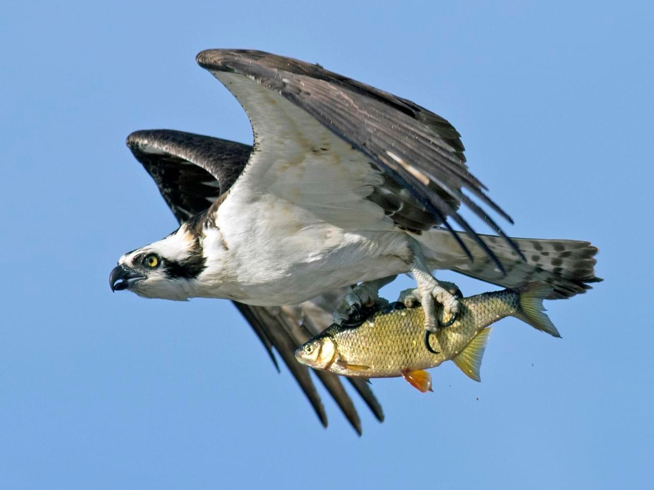 U.S. - Sharp-eyed and unstoppable, seahawks embody the wild spirit of ...