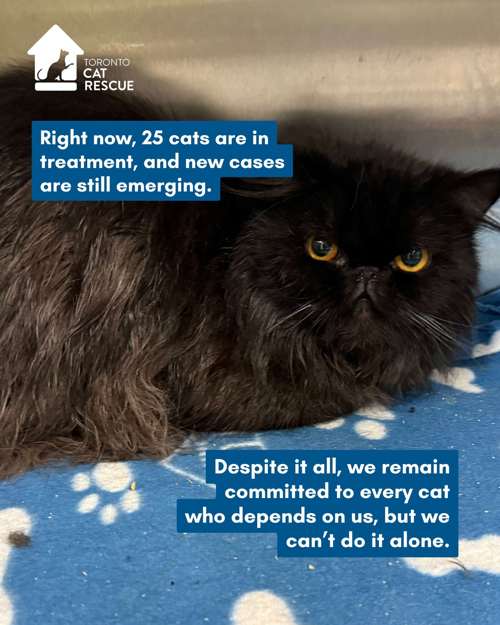 Toronto Cat Rescue added a new photo. - Toronto Cat Rescue