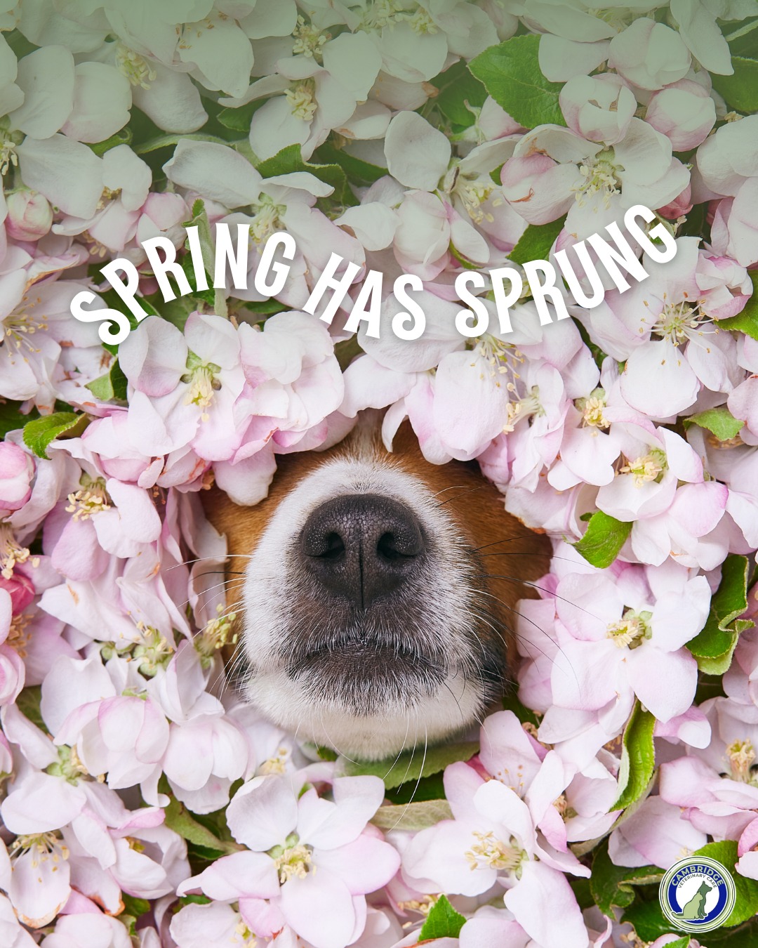 Cambridge Veterinary Care | Cambridge MA