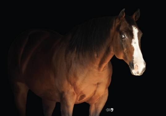 Booth Ranches - Horse Division | Sanger CA
