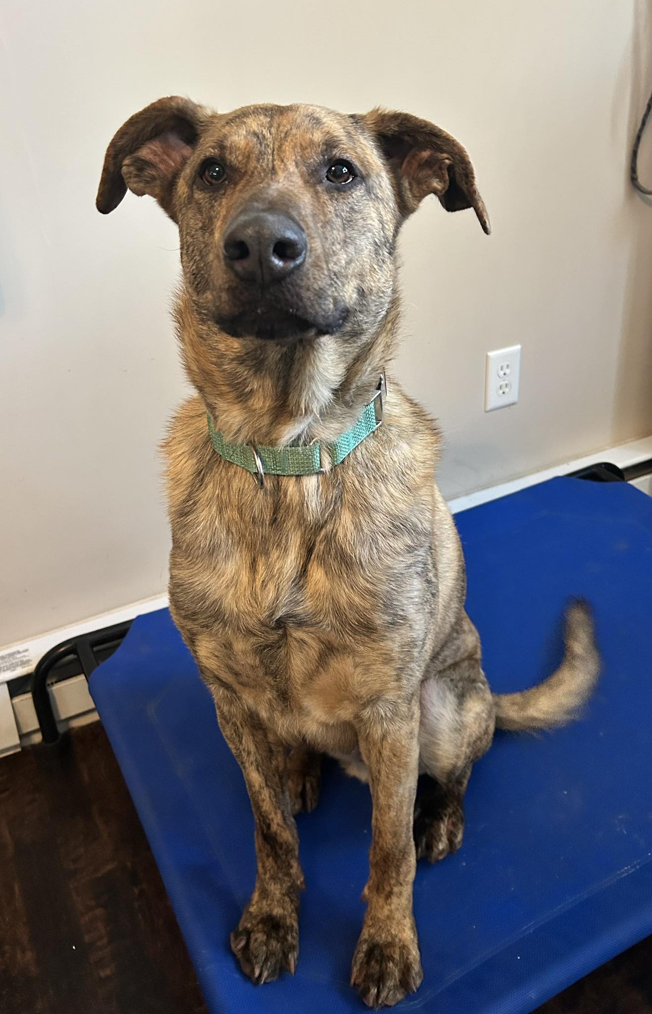 Tara's - Sit-up and take notice! BRUNO is here to show off his skilz ...