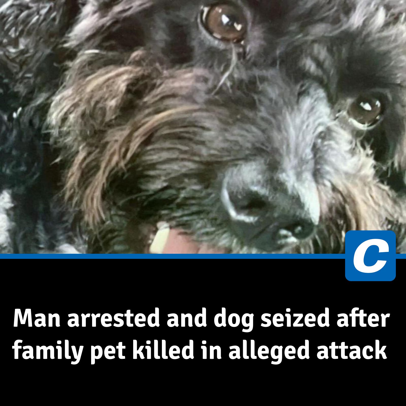 Newcastle - Romeo the cockapoo was killed and his owner Franco ...