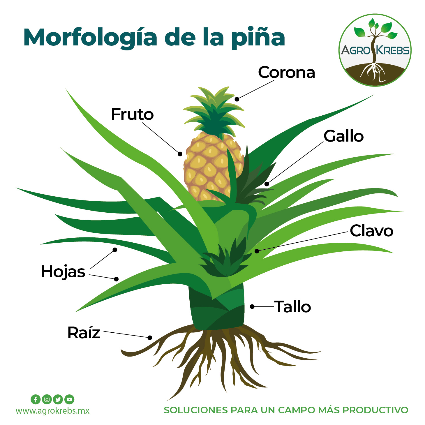 Agro Krebs - MORFOLOGÍA DE LA PIÑA La piña (Ananas...