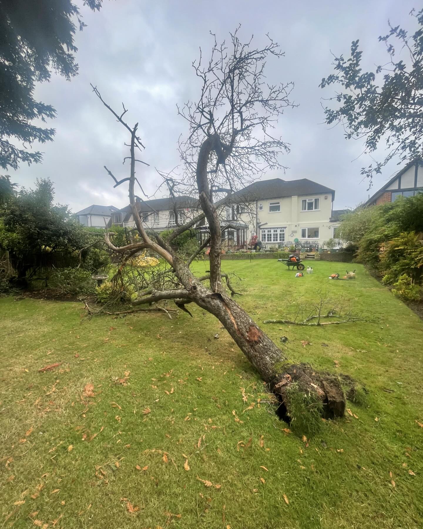 Royall Tree Services
