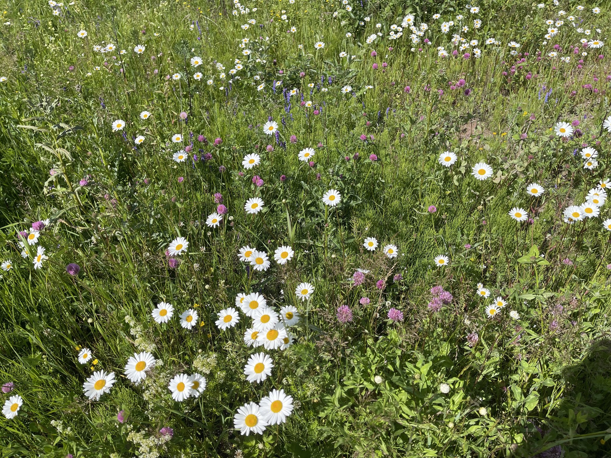 Free - Free added a new photo — with Husbygård and 8 others.