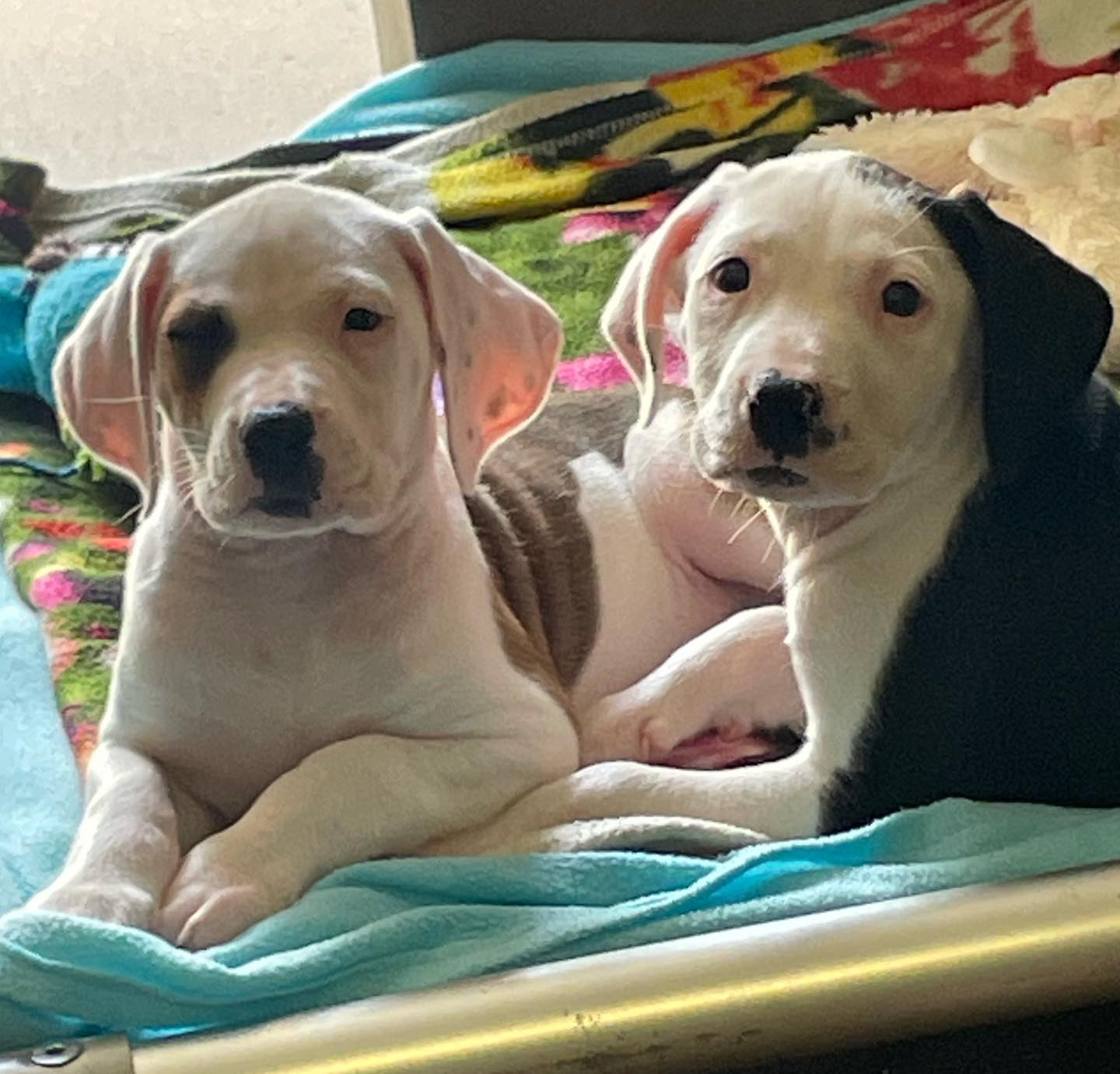 RSPCA - 🌟 ⛈️💥 DAZZLER & STORM 💥 ⛈️ 🌟 😍😍😍😍😍 Female bull Arab mix pups ...