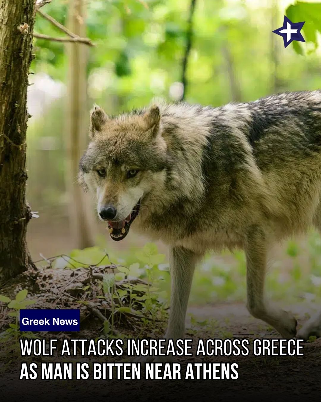Greek - A wolf attacked a group of walkers in a forested area on Mount ...
