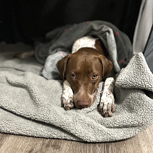 NorCal GSP Rescue - *RESCUED BY US!* Available male GSP in Stockton, CA ...