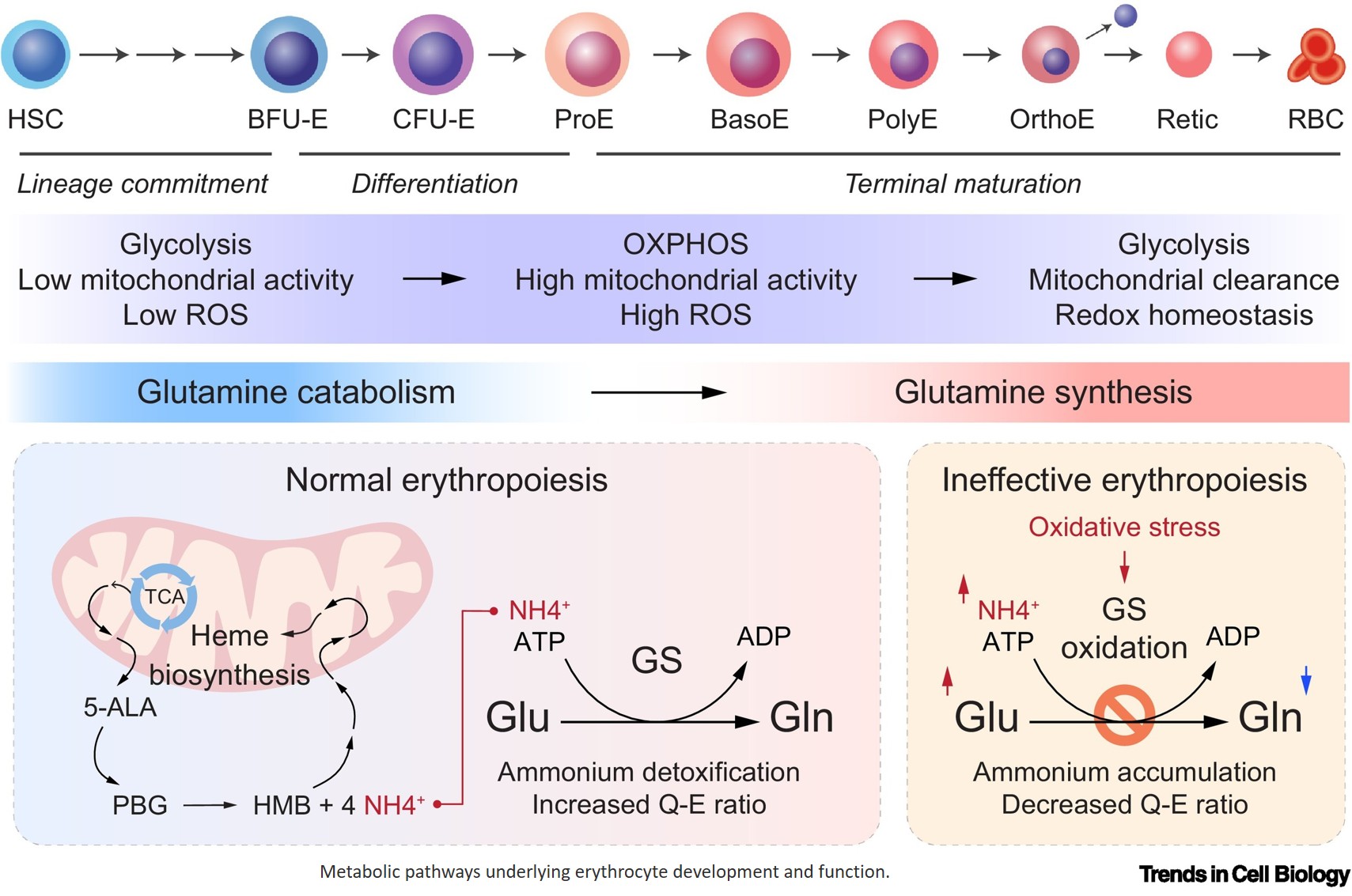 cost of rbc glutathione test Frontiers Erythroid cell metabolism Red blood