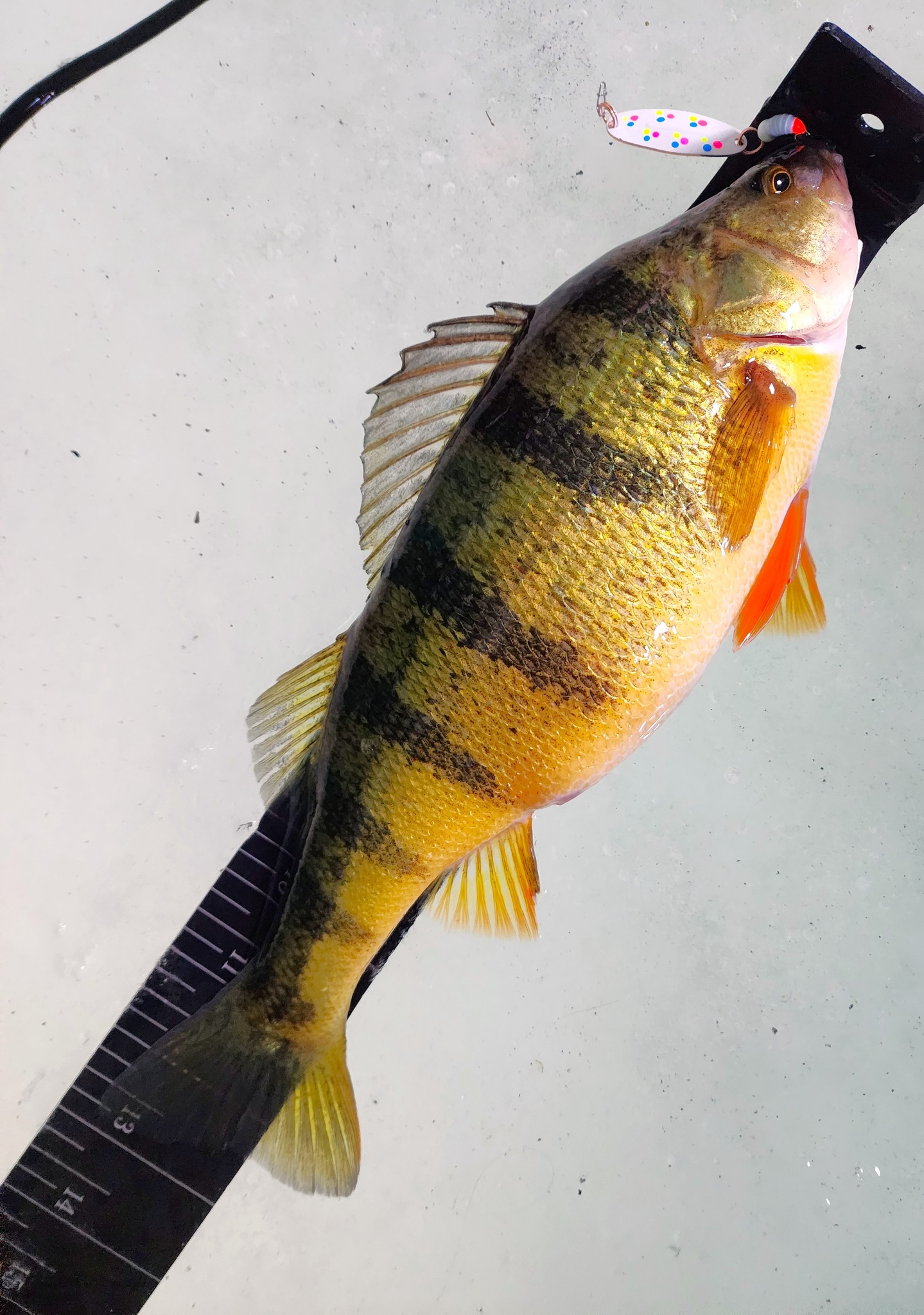 Si Flies - How many inches does a Perch have to be to be... | Facebook