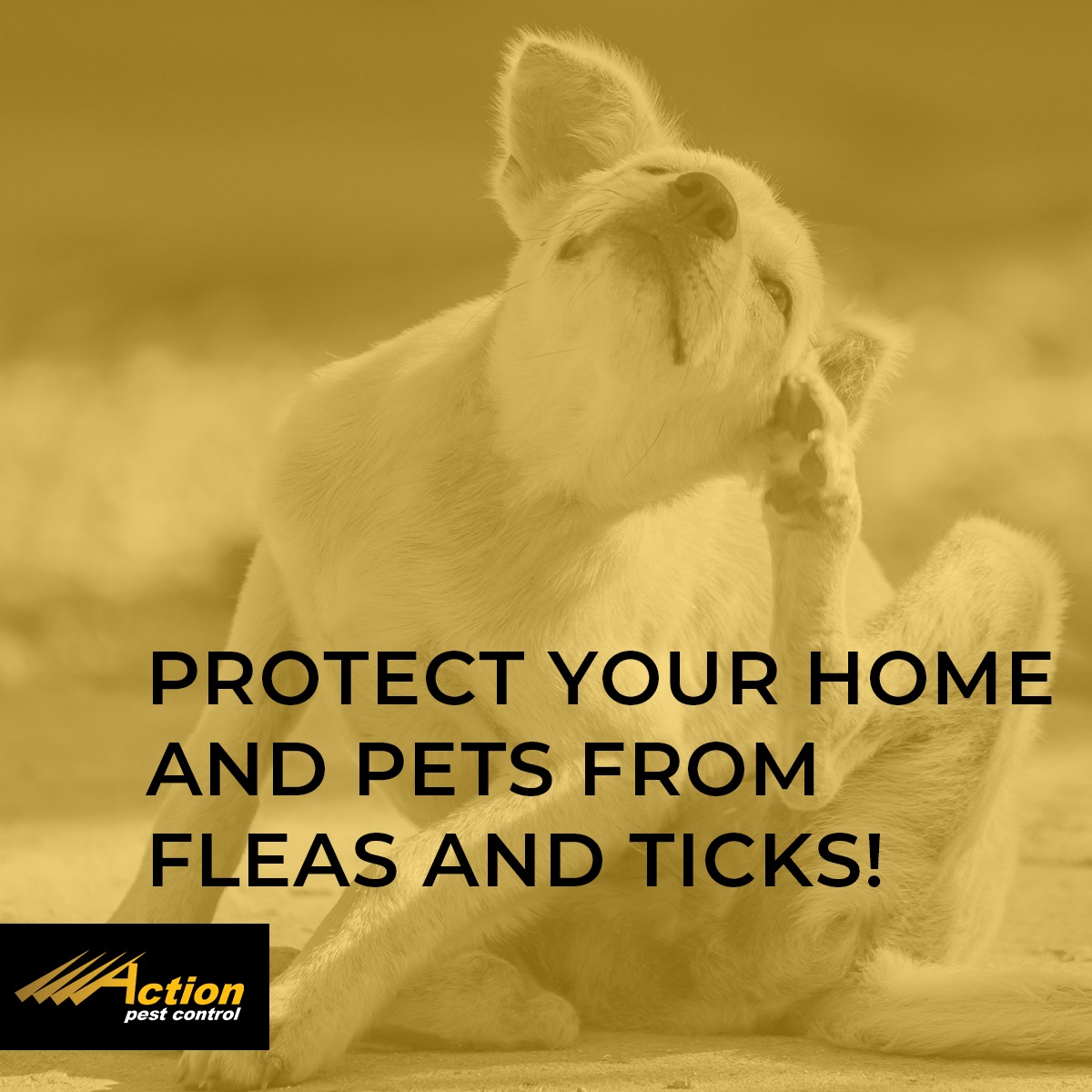 Action - Fleas and ticks spread disease, irritate pests, and turn your ...