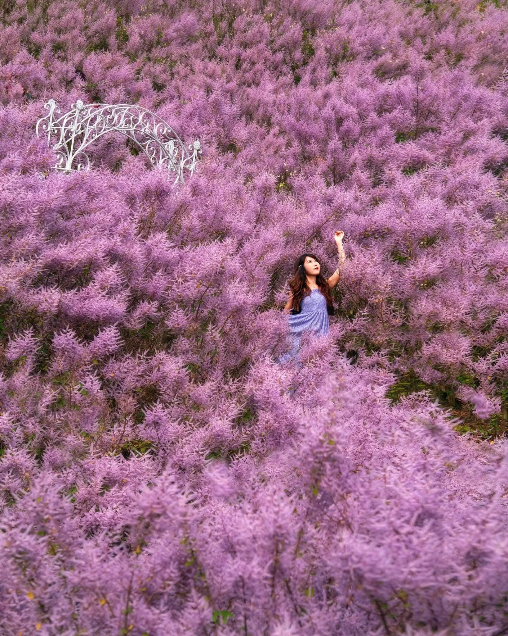 瑰蜜甜心玫瑰園 - #晚安花友們🩷 想要被滿山滿谷的麝香木花海擁抱嗎 #再過2個多月就可以置身於粉紫花海中花季倒數中... | Facebook