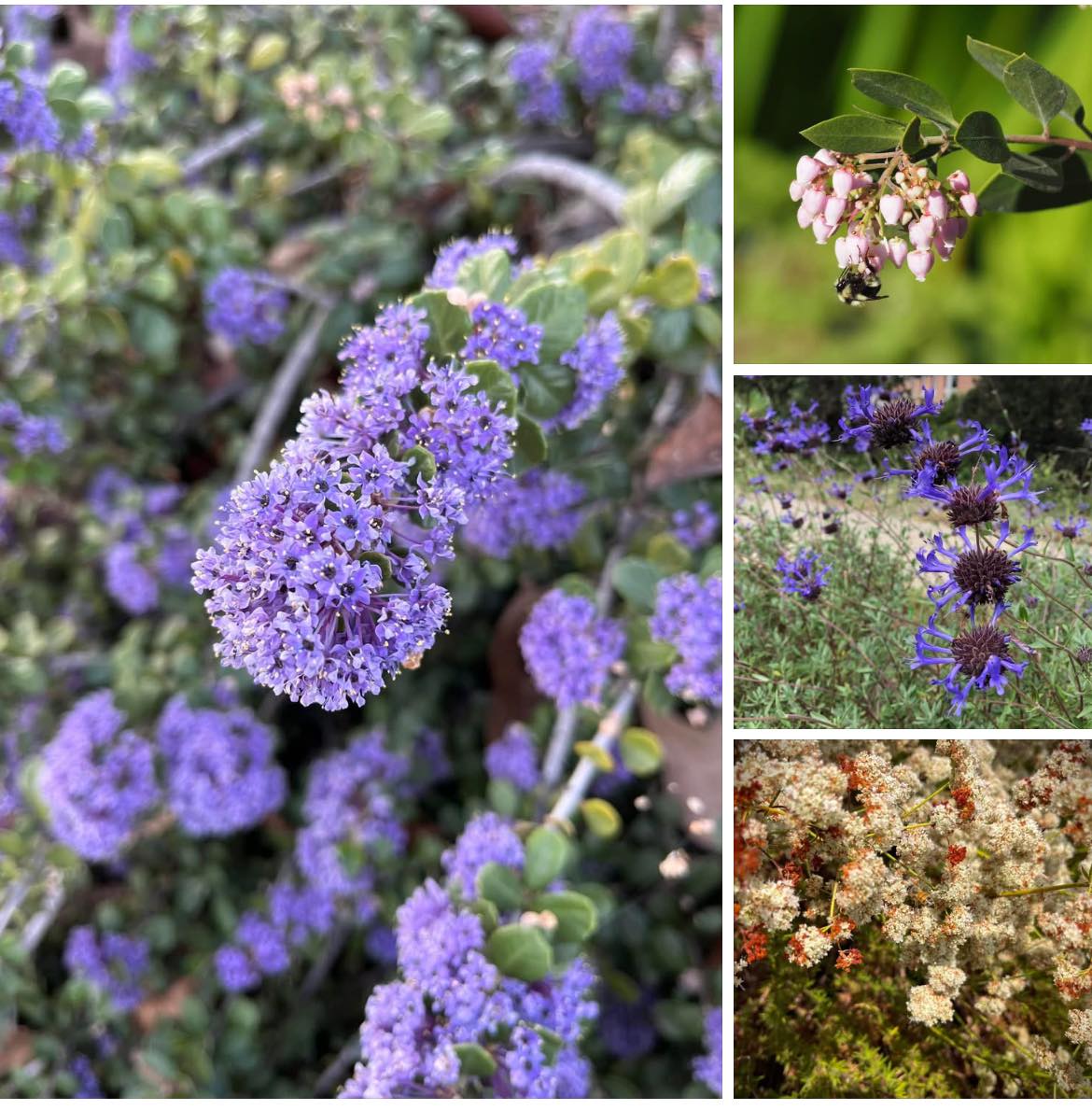 UC - Keystone Plants For Sunny Areas These California native plants are ...
