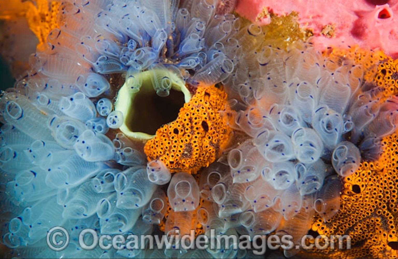 The Turner - Hello, this is Tiffany Pate! Sponges are known as an ...