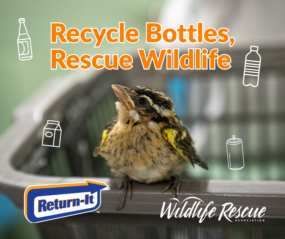 Wildlife Rescue... - Wildlife Rescue Association of BC