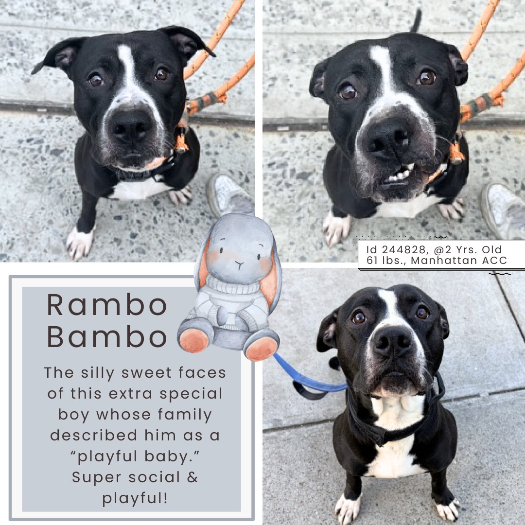 Yay, Rambo Bambo is the newest... - Pound Hounds ResQ | Facebook