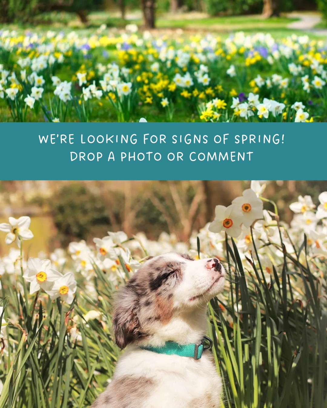 American - We’re on the lookout for signs of spring! 🌱🌼 What’s blooming ...