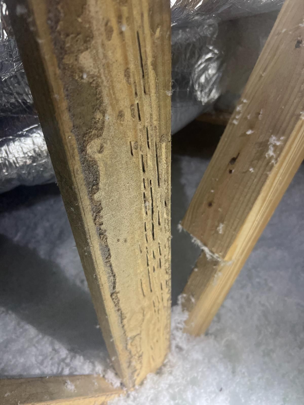 👉SO you ask is it necessary to do a... - A+ Pest and Termite | Facebook