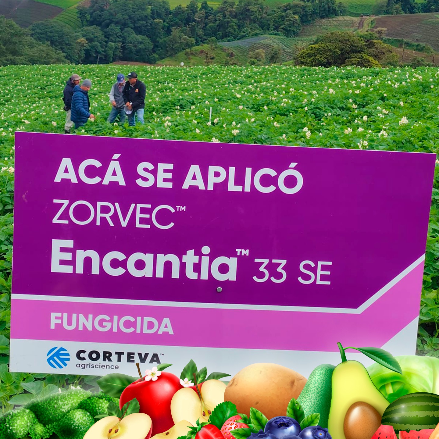 Agro Pro - 👀 Aplicación comercial de nuestro insecticida Target 24 SC ...