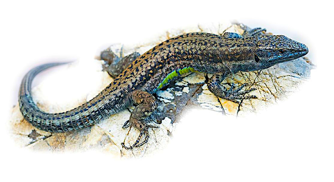 𝗦𝗔𝗟𝗔𝗠𝗔𝗡𝗗𝗥𝗔 𝗦𝗮𝘁𝘂𝗿𝗱𝗮𝘆 🦎 𝗔𝗻 𝘂𝗻𝗲𝘅𝗽𝗲𝗰𝘁𝗲𝗱 𝗱𝗶𝘀𝗰𝗼𝘃𝗲𝗿𝘆 𝗯𝗲𝗵𝗶𝗻𝗱 𝗮𝗻 𝗼𝗹𝗱 𝗺𝗶𝘀𝘁𝗮𝗸𝗲 ...